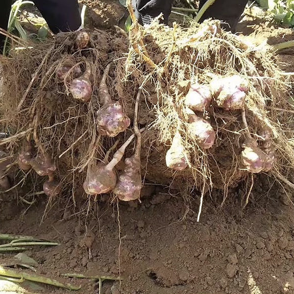 腸活菊芋ハニー濃縮シロップ 280g イヌリン&フラクトオリゴ糖配合で腸内環境を整える健康食品
