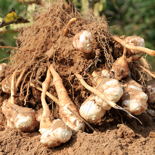 腸活菊芋ハニー濃縮シロップ 280g イヌリン&フラクトオリゴ糖配合で腸内環境を整える健康食品