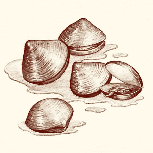 韓国調味料 【CJ】貝ダシダ300g