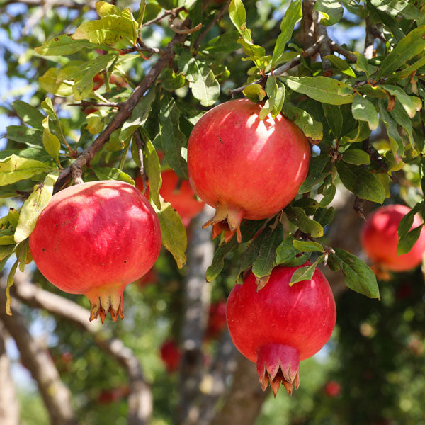 【清静園】紅酢ざくろ 900ml 飲むお酢 ザクロ酢 健康ドリンク