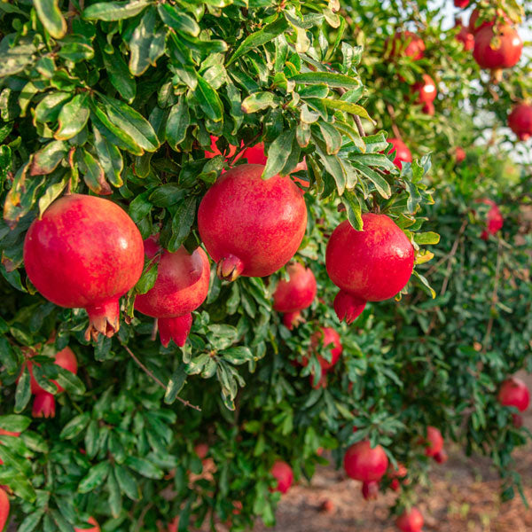 【清静園】紅酢ざくろ 900ml 飲むお酢 ザクロ酢 健康ドリンク