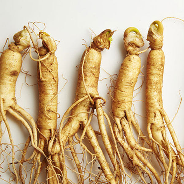 高麗人参茶 (紙箱) 100包 健康茶