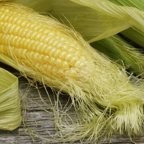 【ダムト】トウモロコシひげ茶 60g(ティーバッグ18包)香ばしい健康茶 カフェインゼロ