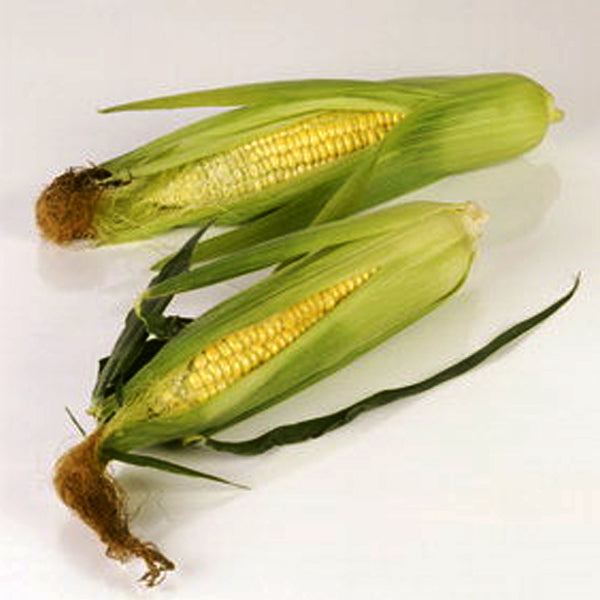 【ダムト】トウモロコシひげ茶 60g(ティーバッグ18包)香ばしい健康茶 カフェインゼロ