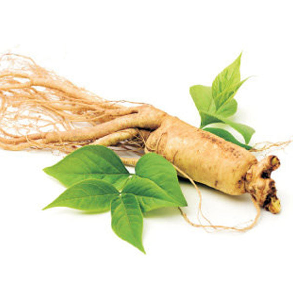 Korean Ginseng Tea (Paper Box) 50 Bags - Health Tea