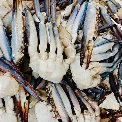 冷凍海産物
